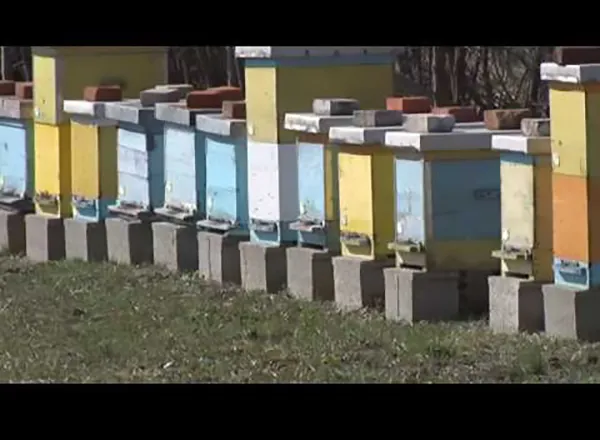Mladenovac: Mesec zaštite pčela